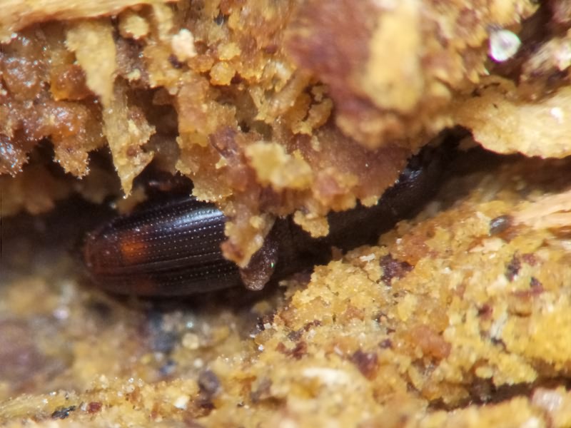 Rhizophagus bipustulatus (Fabricius, 1792)